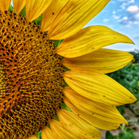 Sunflower Photo