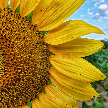 Sunflower Photo