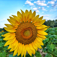 Sunflower Fields